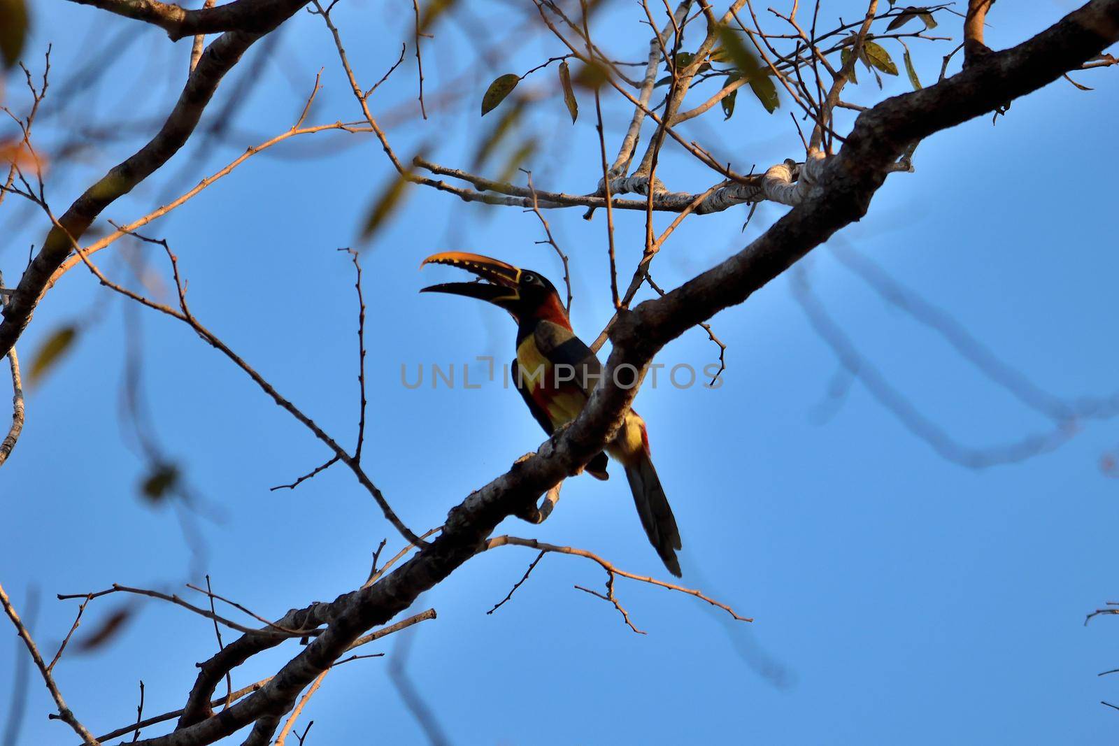 Aracari Toucan on Rio Cuiaba, Pantanal Matogrosso Brazil