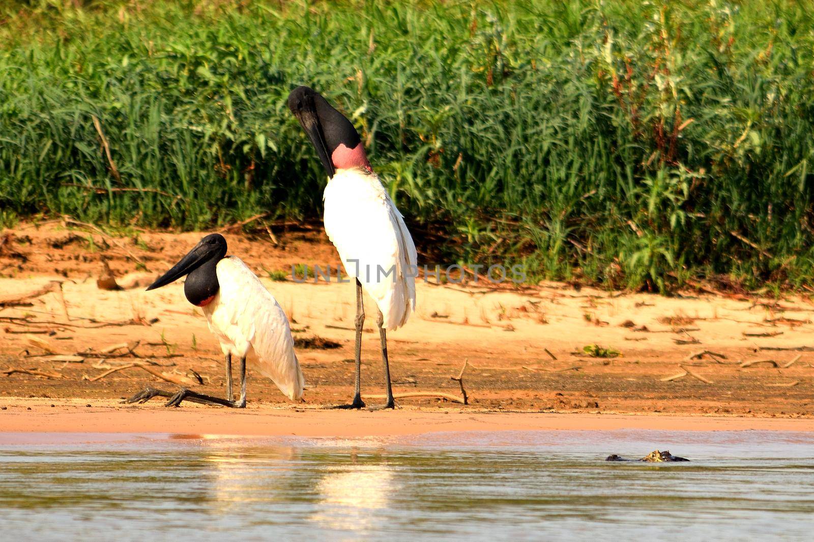 Jabiru Stork on Rio Cuiaba, Pantanal Matogrosso Brazil