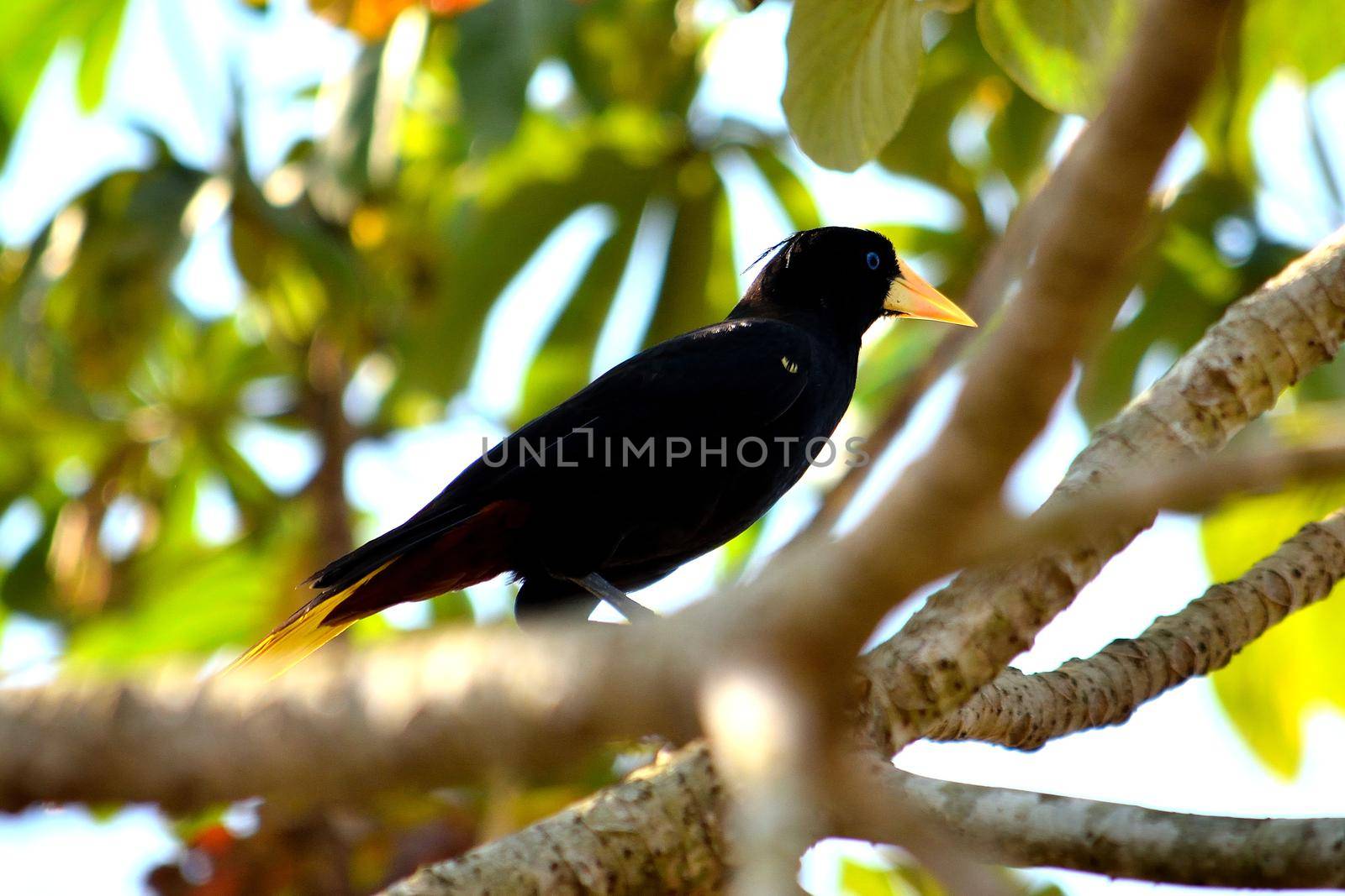 Yellow Rumped Cacique in Pantanal Matogrosso Brazil