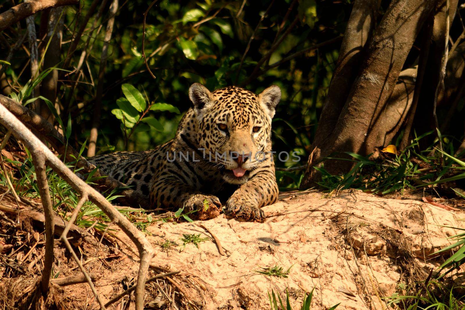 Jaguar female on Rio Cuiaba riverbank, Porto Jofre, Brazil. by silentstock639