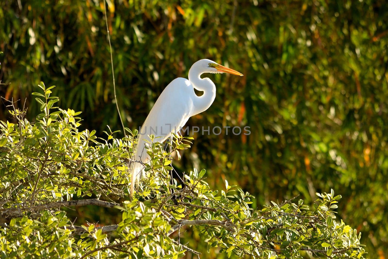 Heron on Rio Cuiaba, Pantanal Matogrosso Brazil