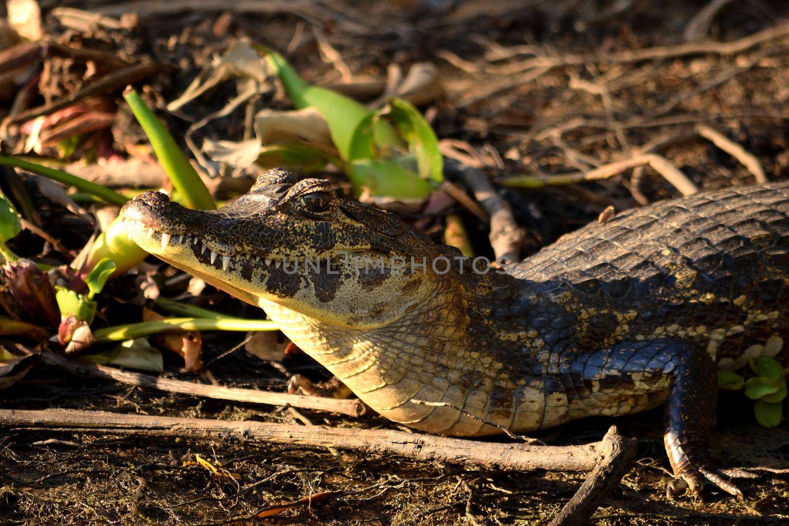 Jacare Caiman in Pantanal, Matogrosso, Brazil by silentstock639