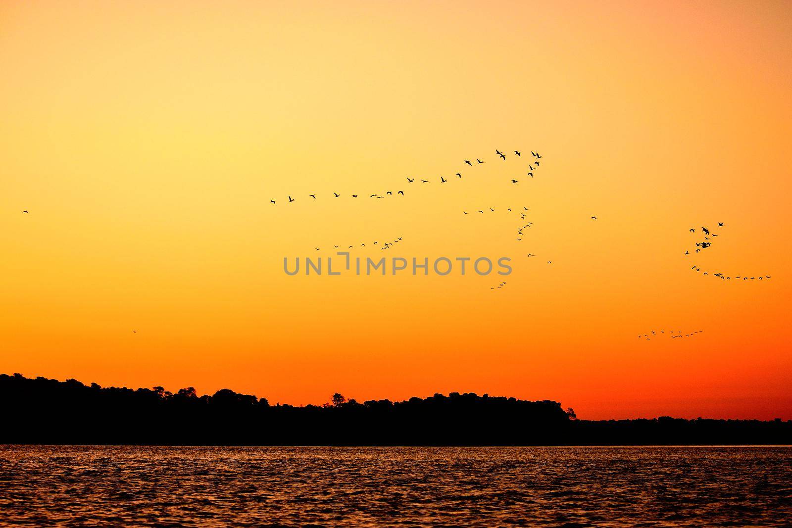 Scarlet Ibis on Delta Das Americas, Parnaiba, Brazil