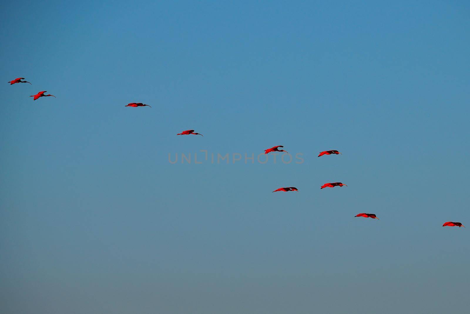 Scarlet Ibis on Delta by silentstock639