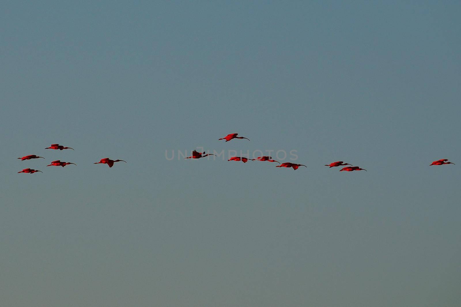 Scarlet Ibis on Delta Das Americas, Parnaiba, Brazil