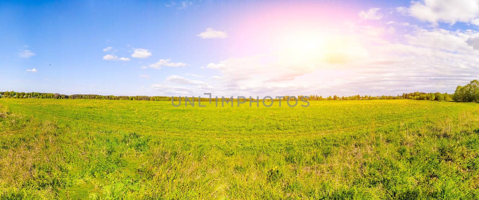 Panorama summer landscape in the field. Russian open spaces. Summer landscape. Flowers in the field. Blue sky. Copy spase.