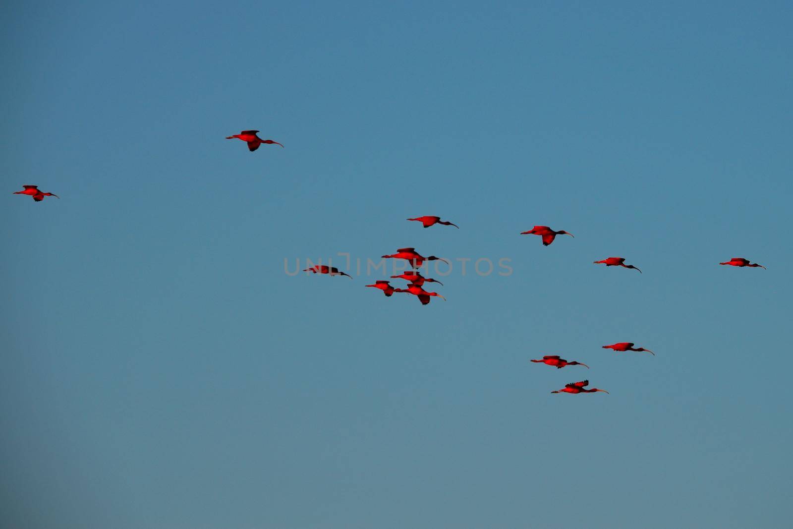 Scarlet Ibis on Delta by silentstock639