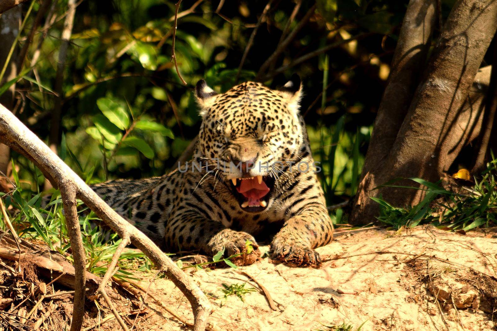 Jaguar female on Rio Cuiaba riverbank, Porto Jofre, Brazil.