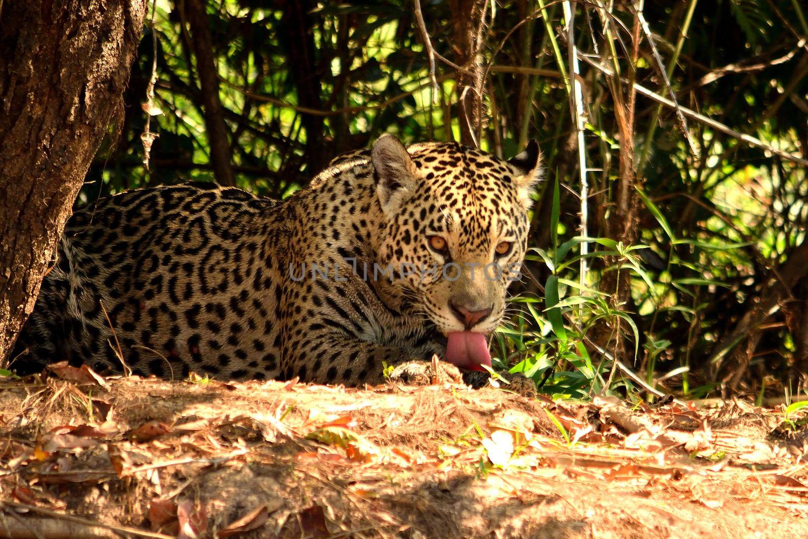 Jaguar in Pantanal by silentstock639