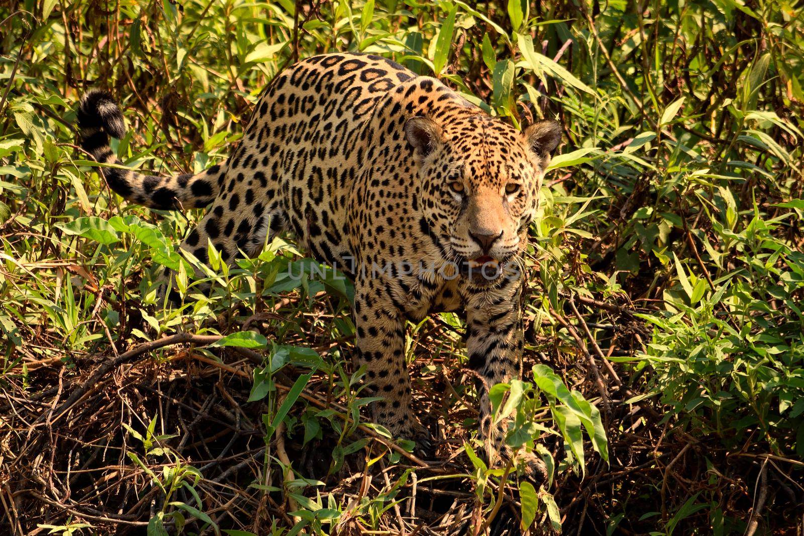 Jaguar in Pantanal by silentstock639