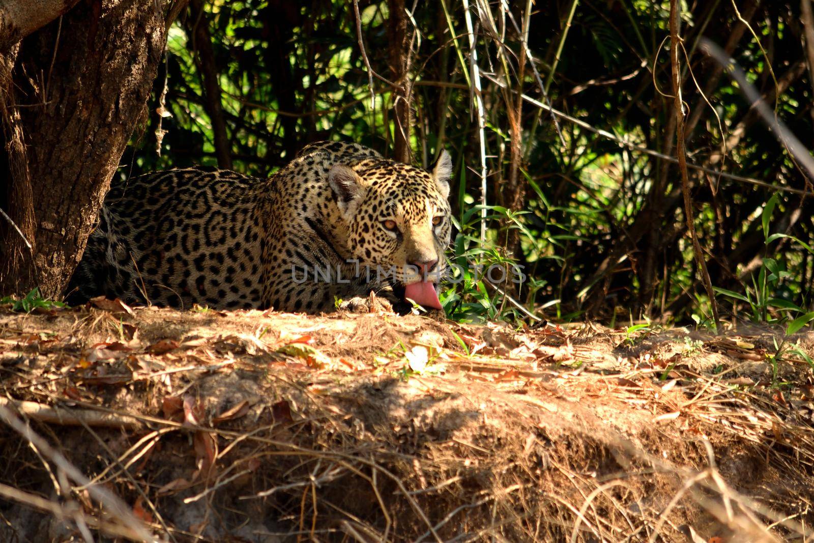 Jaguar female on Rio Cuiaba riverbank, Porto Jofre, Brazil. by silentstock639