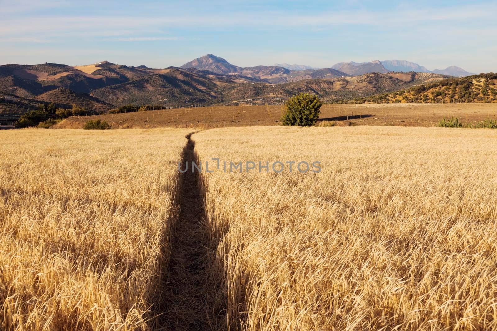 Andalusia landscape in Olvera area. Olvera, Andalusia, Spain.