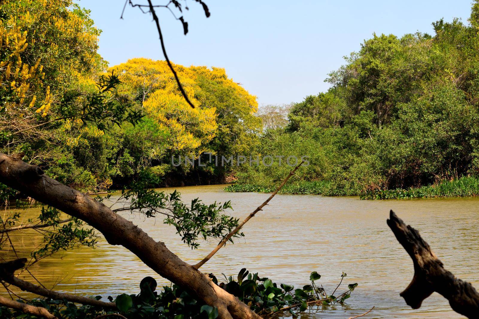 Classic wonderful panorama of a Wetland, Pantanal by silentstock639