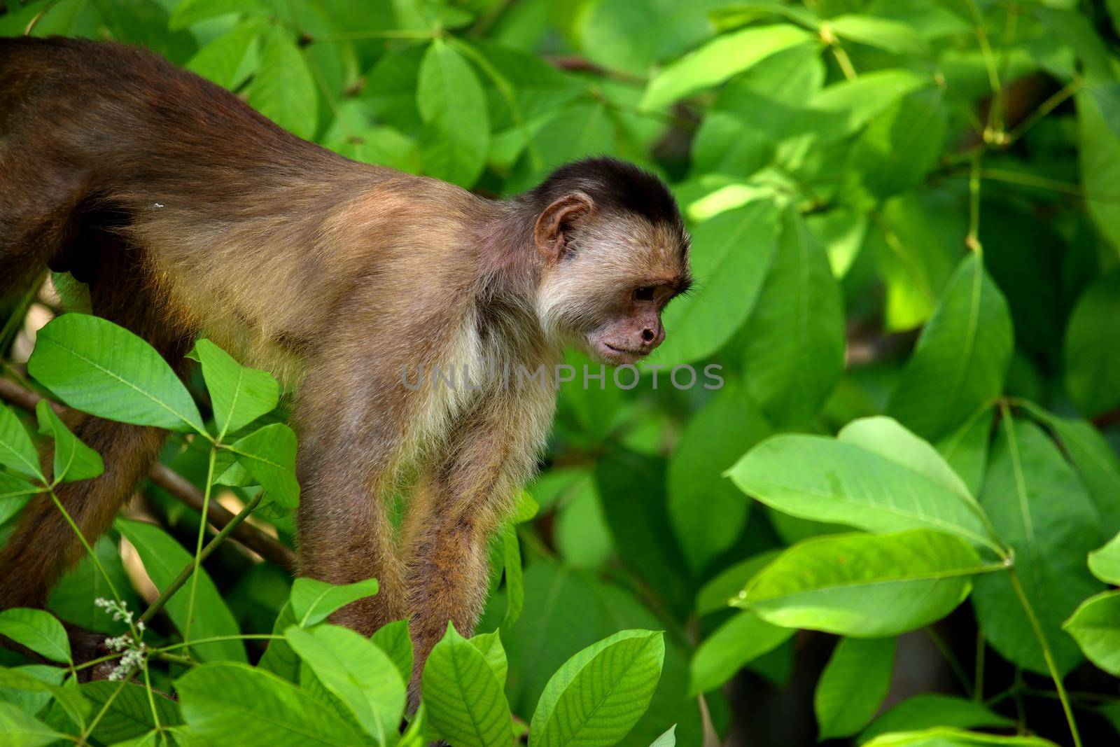 White fronted capuchin in the jungle, Amazon, Brazil. by silentstock639