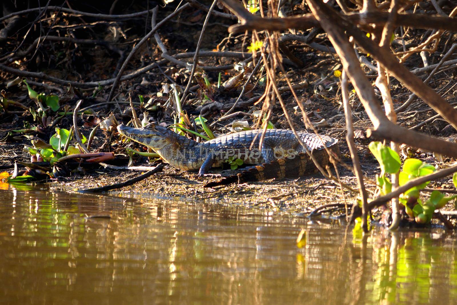 Jacare Caiman in Rio Cuiaba, Pantanal, Brazil. by silentstock639