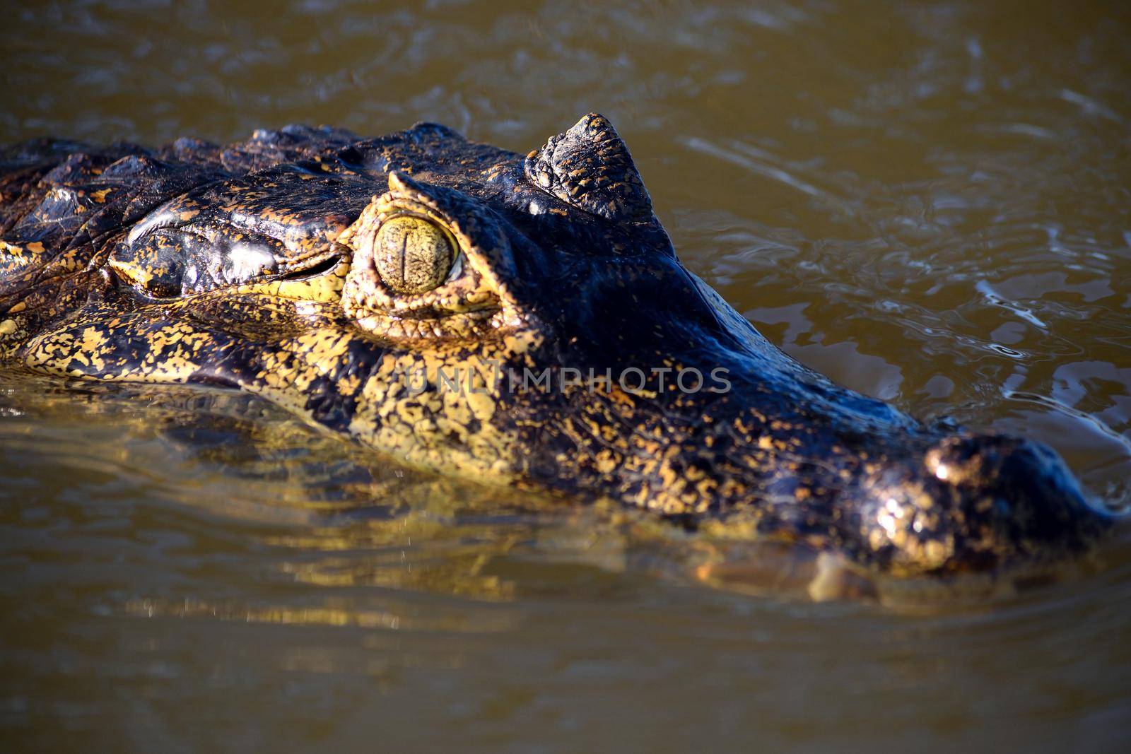 Jacare Caiman in Rio Cuiaba, Pantanal, Brazil. by silentstock639