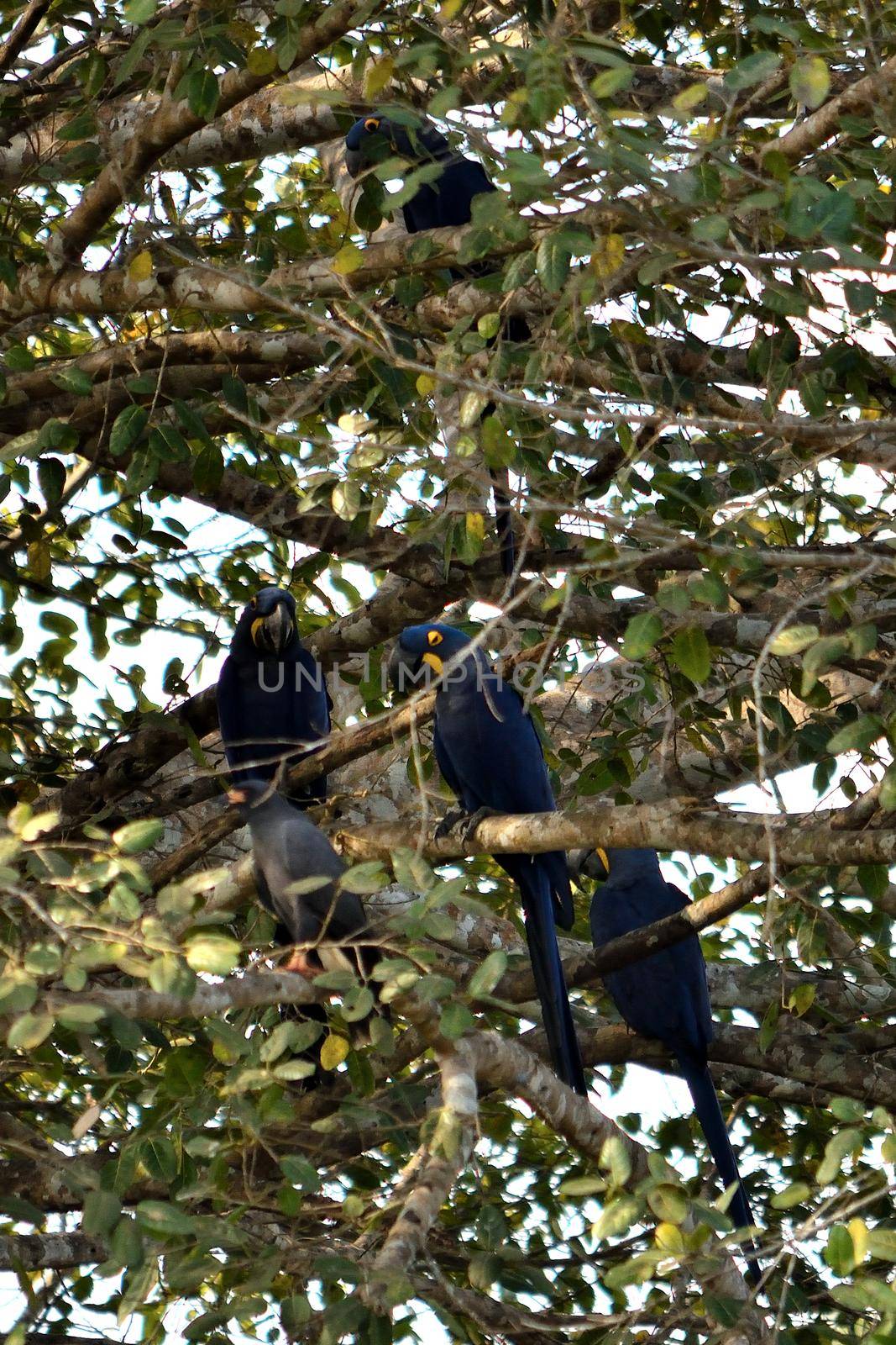 Hyacinth macaw on Rio Cuiaba, Pantanal Matogrosso Brazil