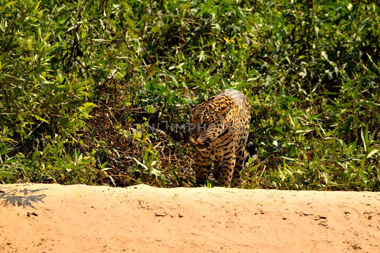 Jaguar female on Rio Cuiaba riverbank, Porto Jofre, Pantanal, Brazil.