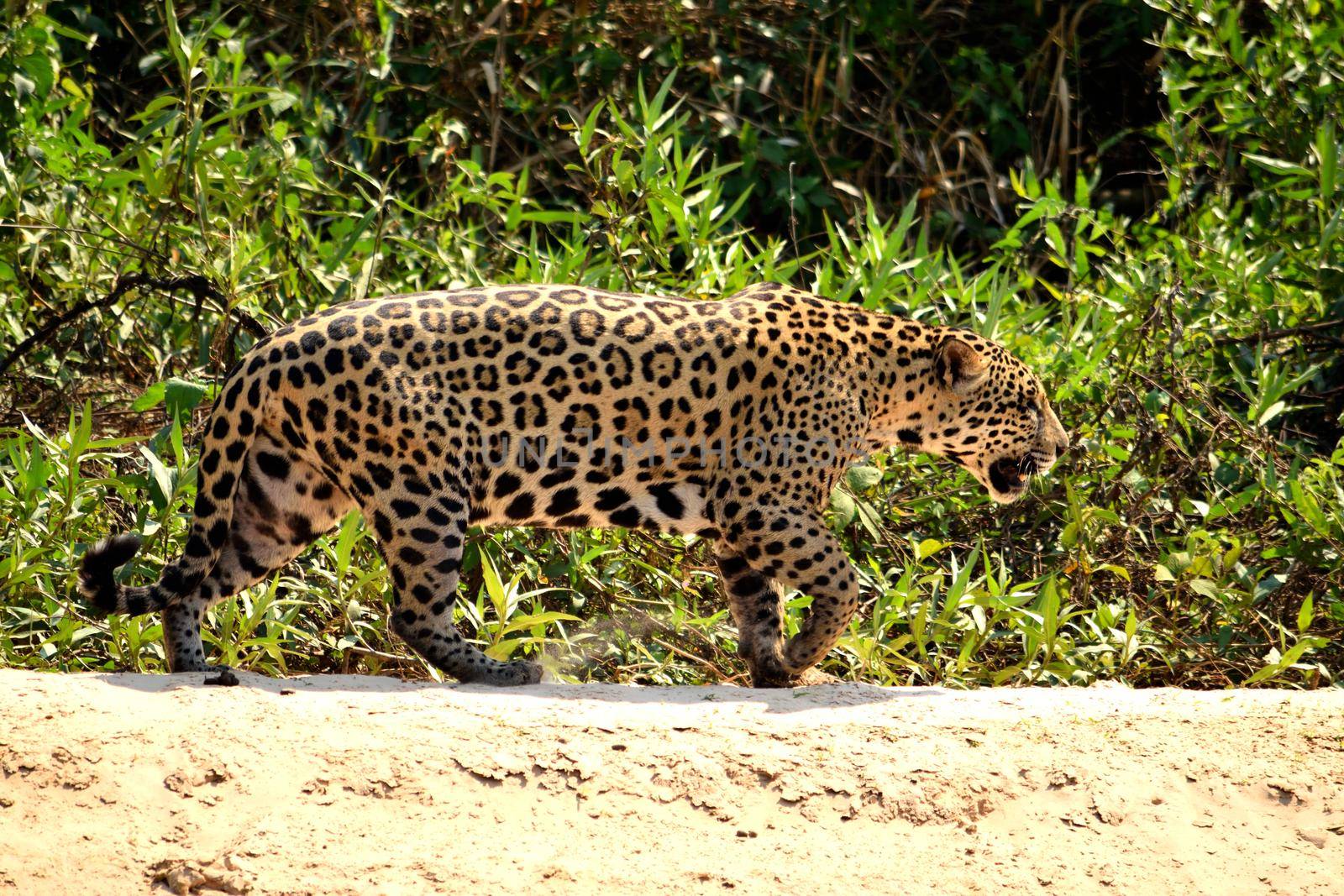 Jaguar female on Rio Cuiaba riverbank, Porto Jofre, Pantanal, Brazil.