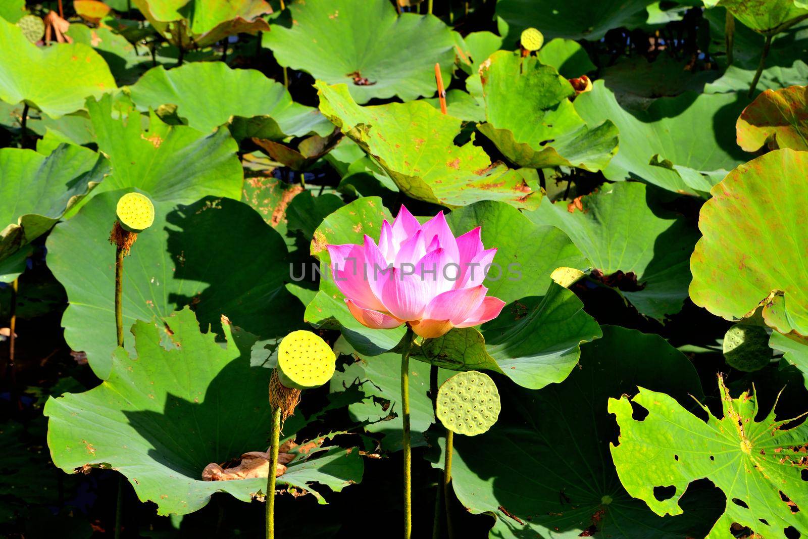 Closeup of a beautiful lotus flower on a foliage background by silentstock639