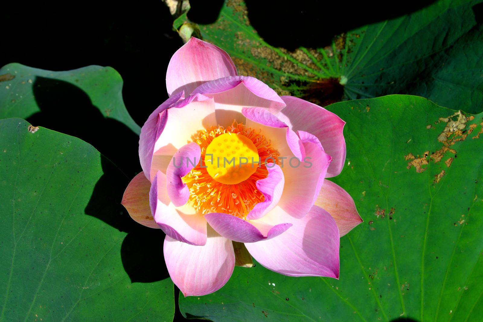 Closeup of a beautiful lotus flower on a foliage background by silentstock639