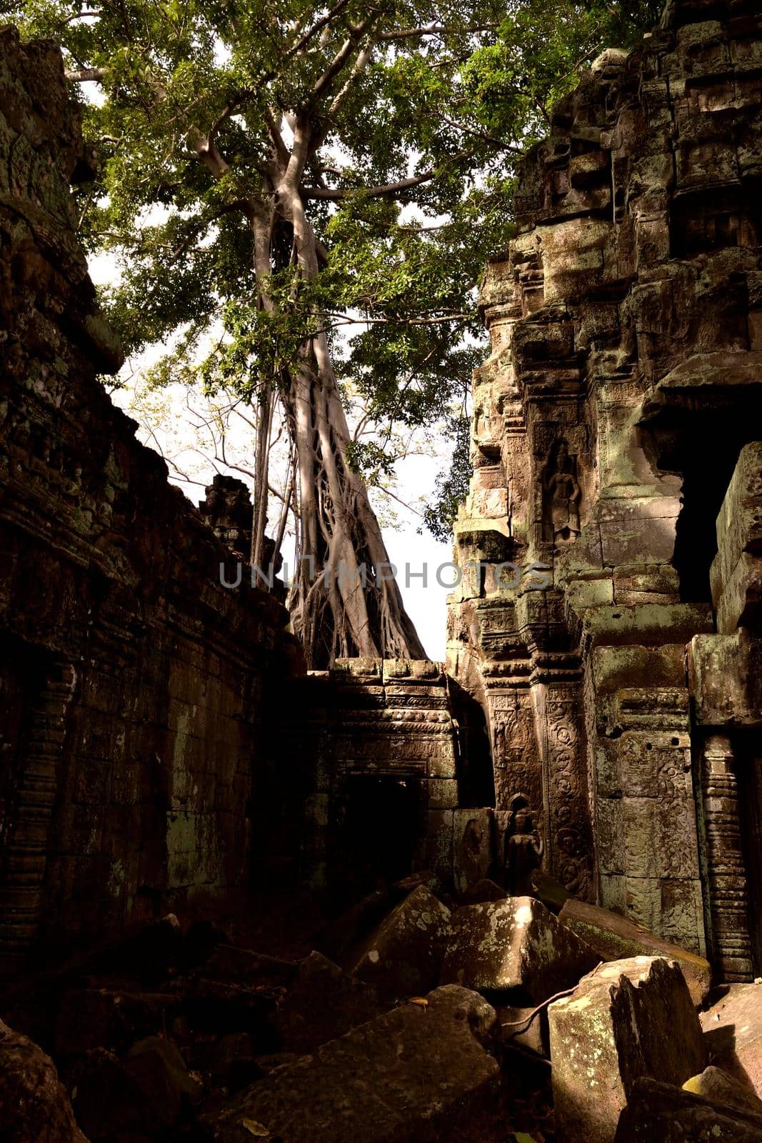 View of the beautiful famous temple of Ta Prhom, Angkor by silentstock639