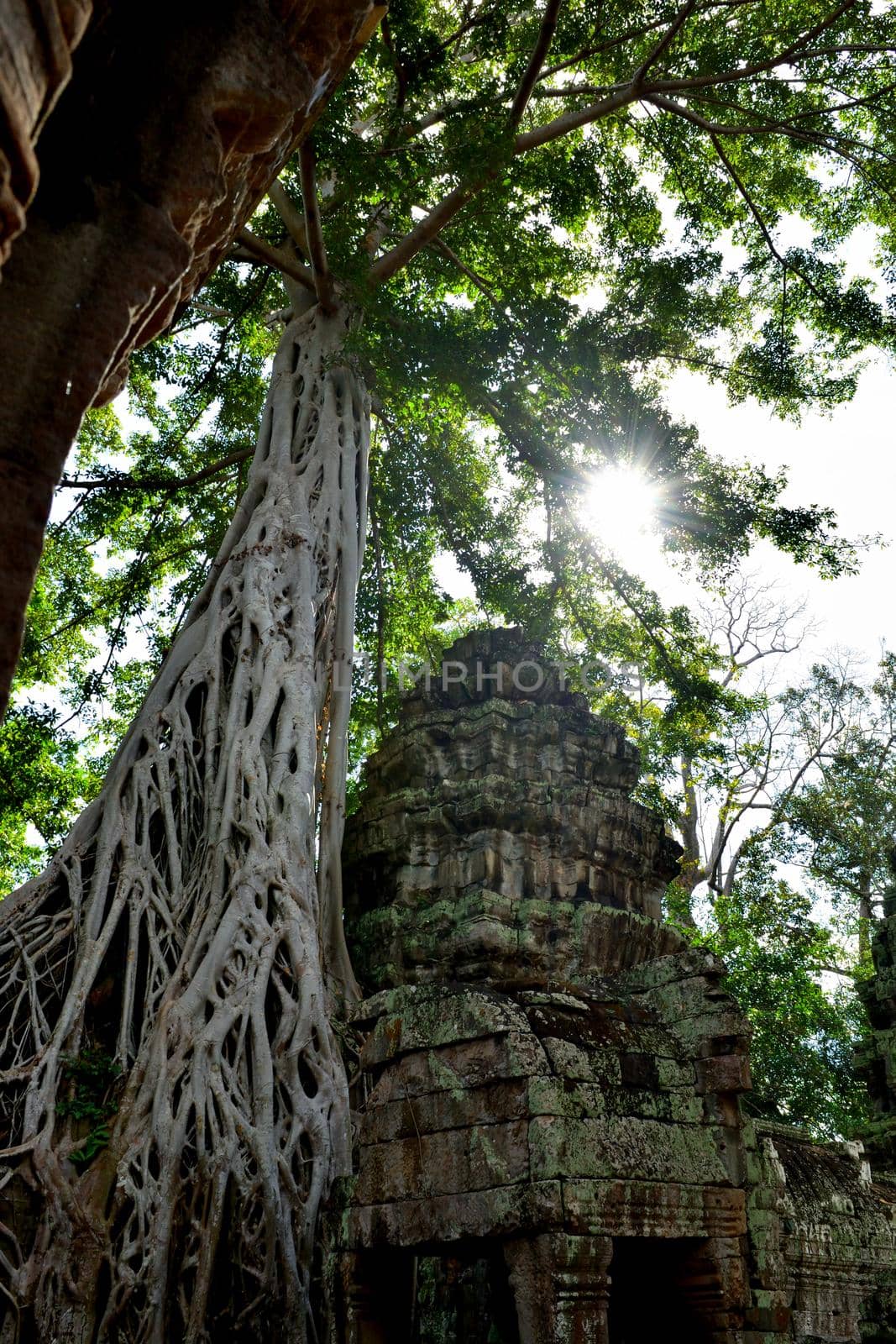 View of the beautiful famous temple of Ta Prhom, Angkor by silentstock639