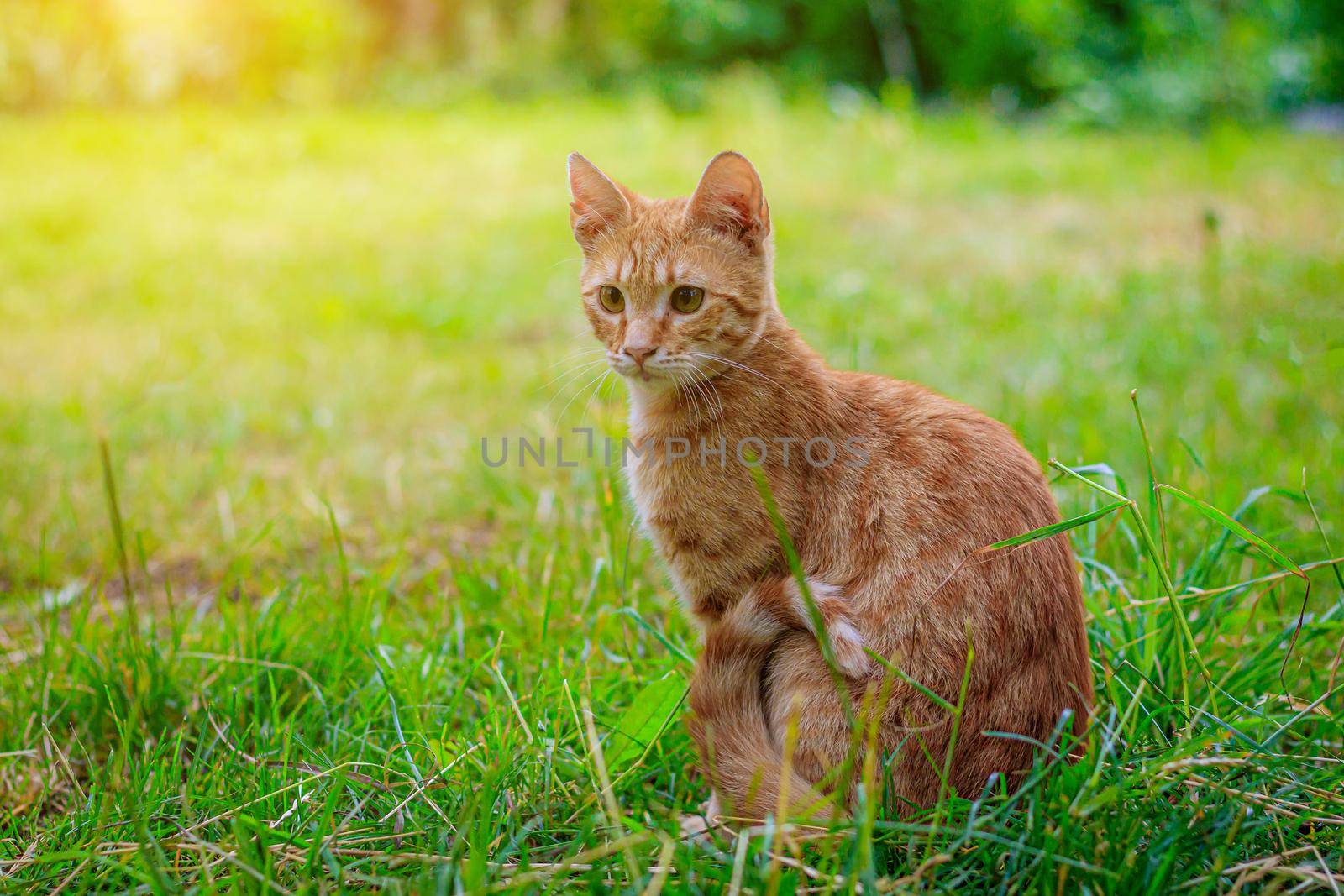 Ginger cat sitting in the grass . A pet. Cat on a walk. Cat for the cover . Article about walking Pets and behavior on the street.