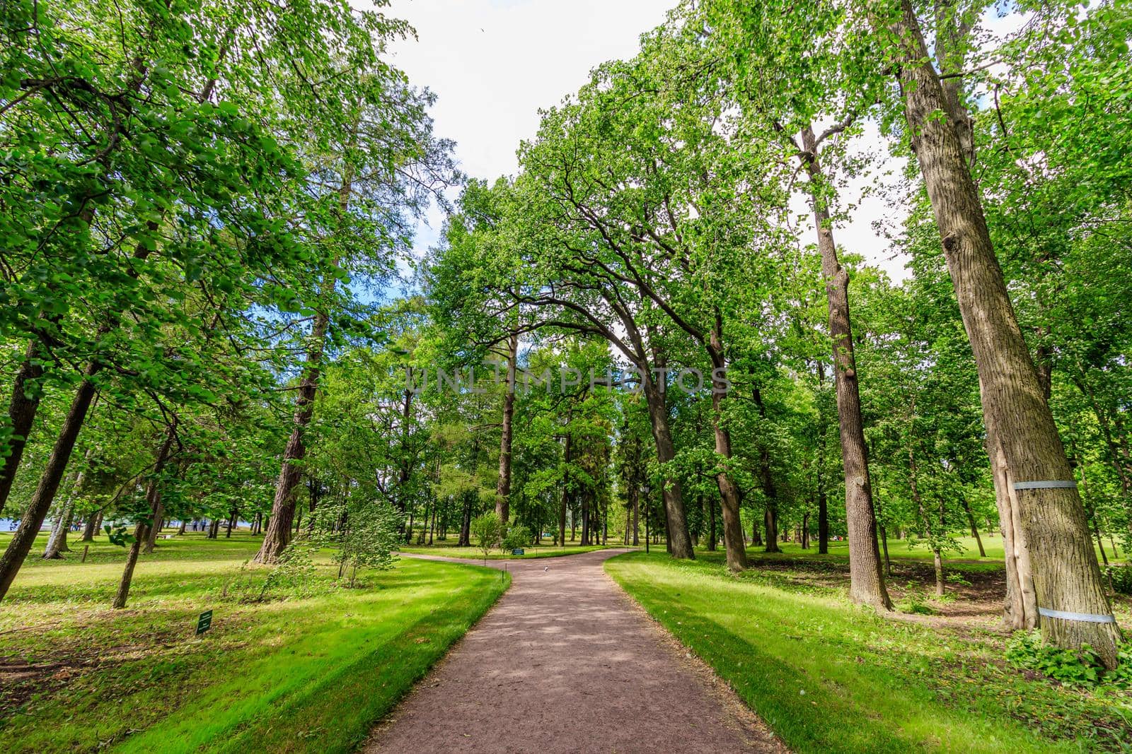 Green alley of the Park . City park. Tall green trees. Nature.