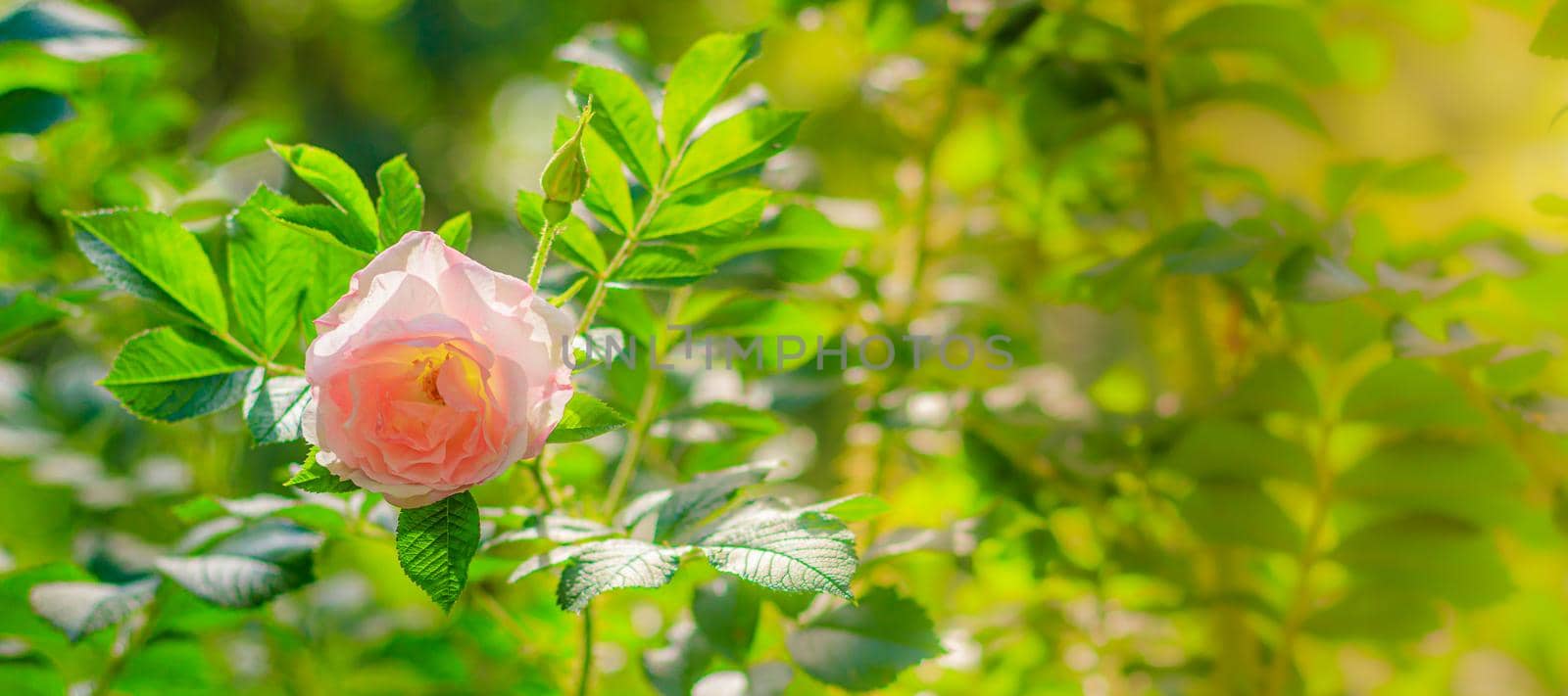 Shrub rose greeting card copy space. Beautiful flower copy space. Pink rose shrub. Park and garden flowers. Botany. Greeting card concept. The concept of flower for printed products