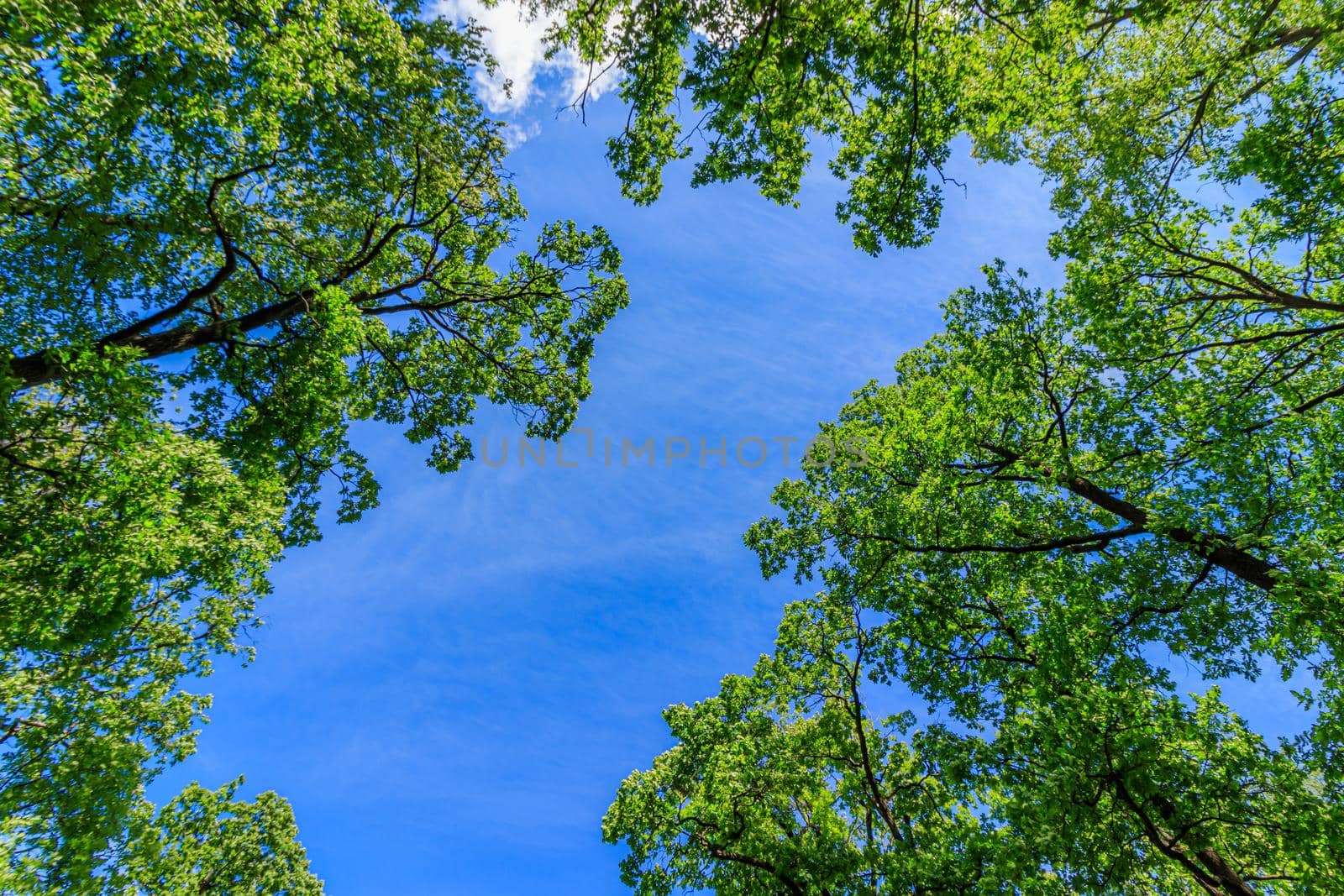 Frame green tree branches against the blue sky. Natural nature trees and blue sky. Copy space. Tree branch. Green leaves on a branch