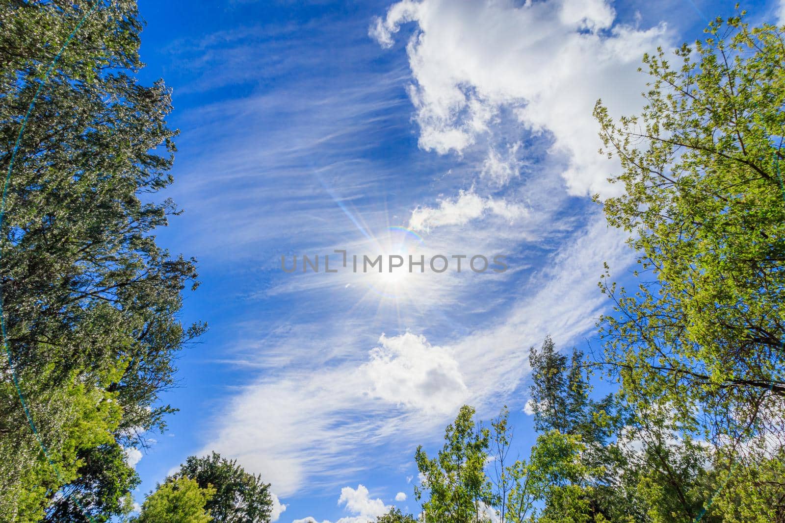 Frame green tree branches against the blue sky. Natural nature trees and blue sky. Copy space. Tree branch. Green leaves on a branch