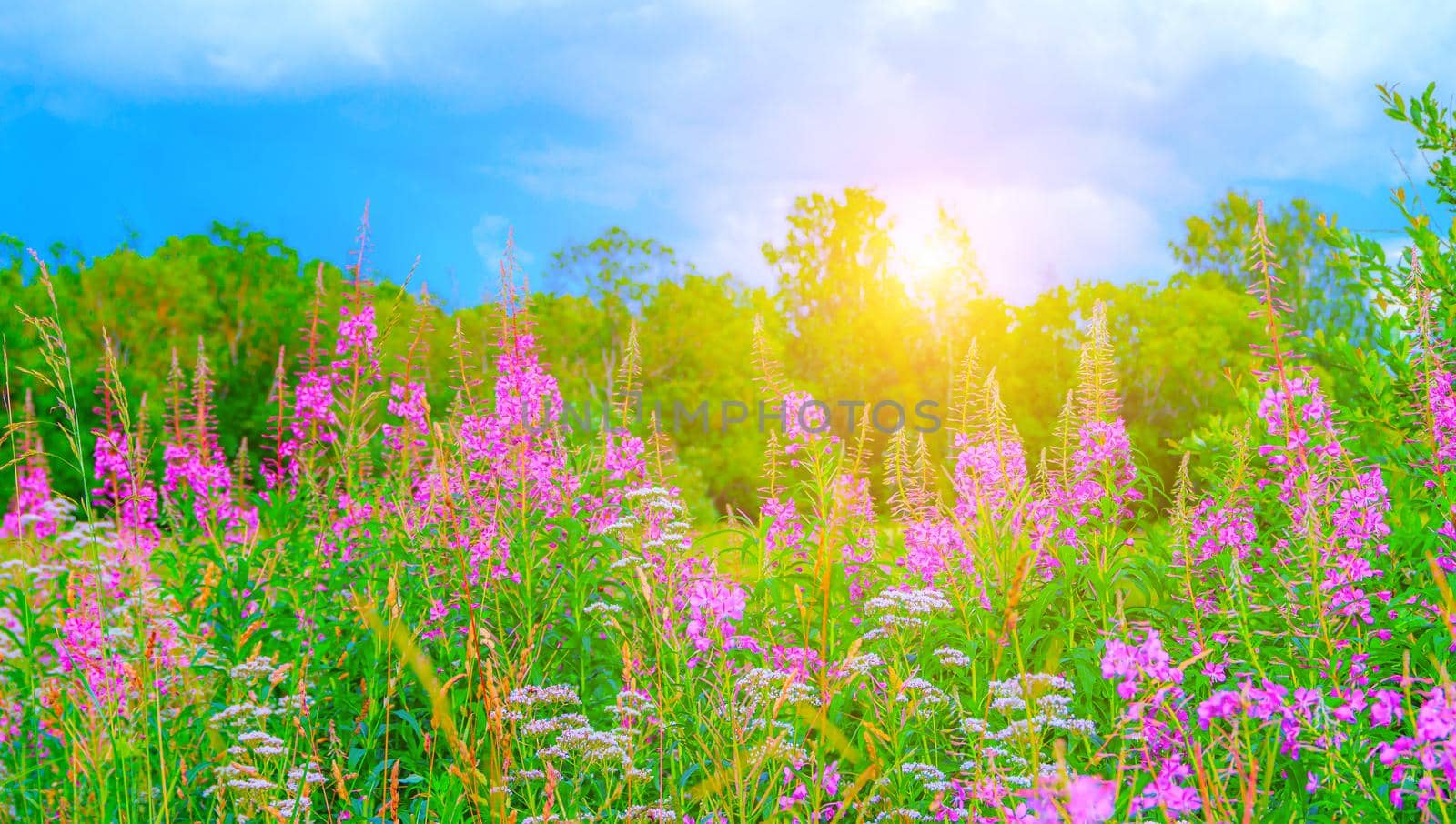 Wild flowers Ivan-tea a lot . Field of summer flowers. Pink flowers. Flower banner . Summer picture with flowers . Summer season . Photos for product design