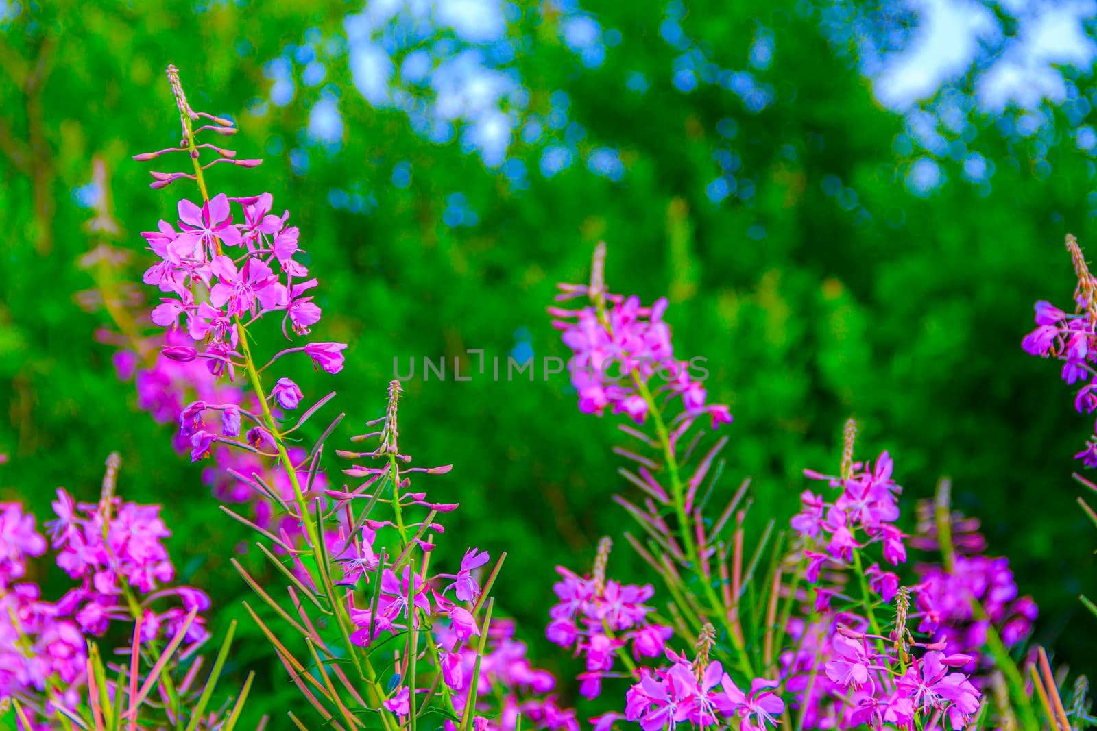Wild flowers Ivan-tea a lot . Field of summer flowers. Pink flowers. Flower banner . Summer picture with flowers . Summer season . Photos for product design