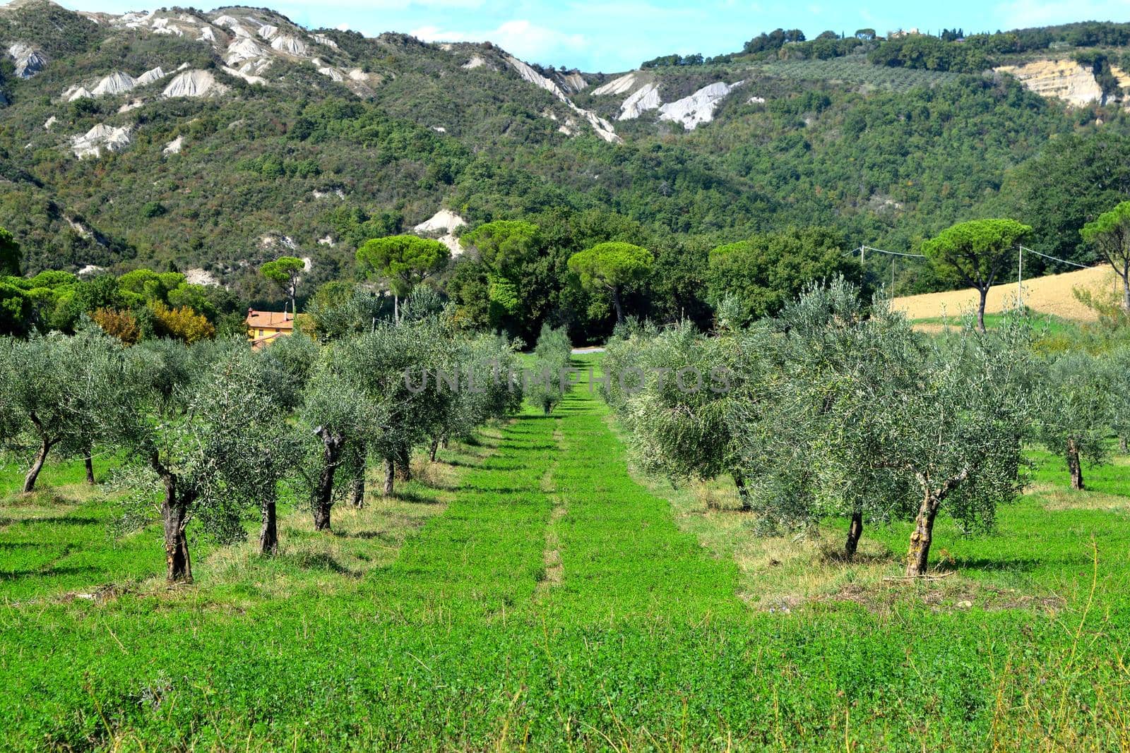 View of the beautiful Tuscan countryside with its unique colors.