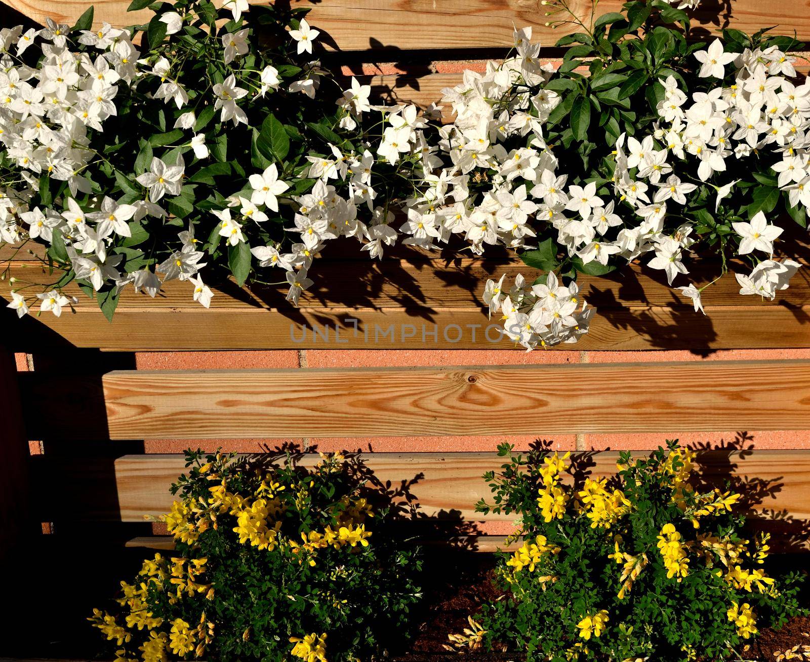 Closeup of a planter with beautiful jasmine nightshade and genista flowers by silentstock639