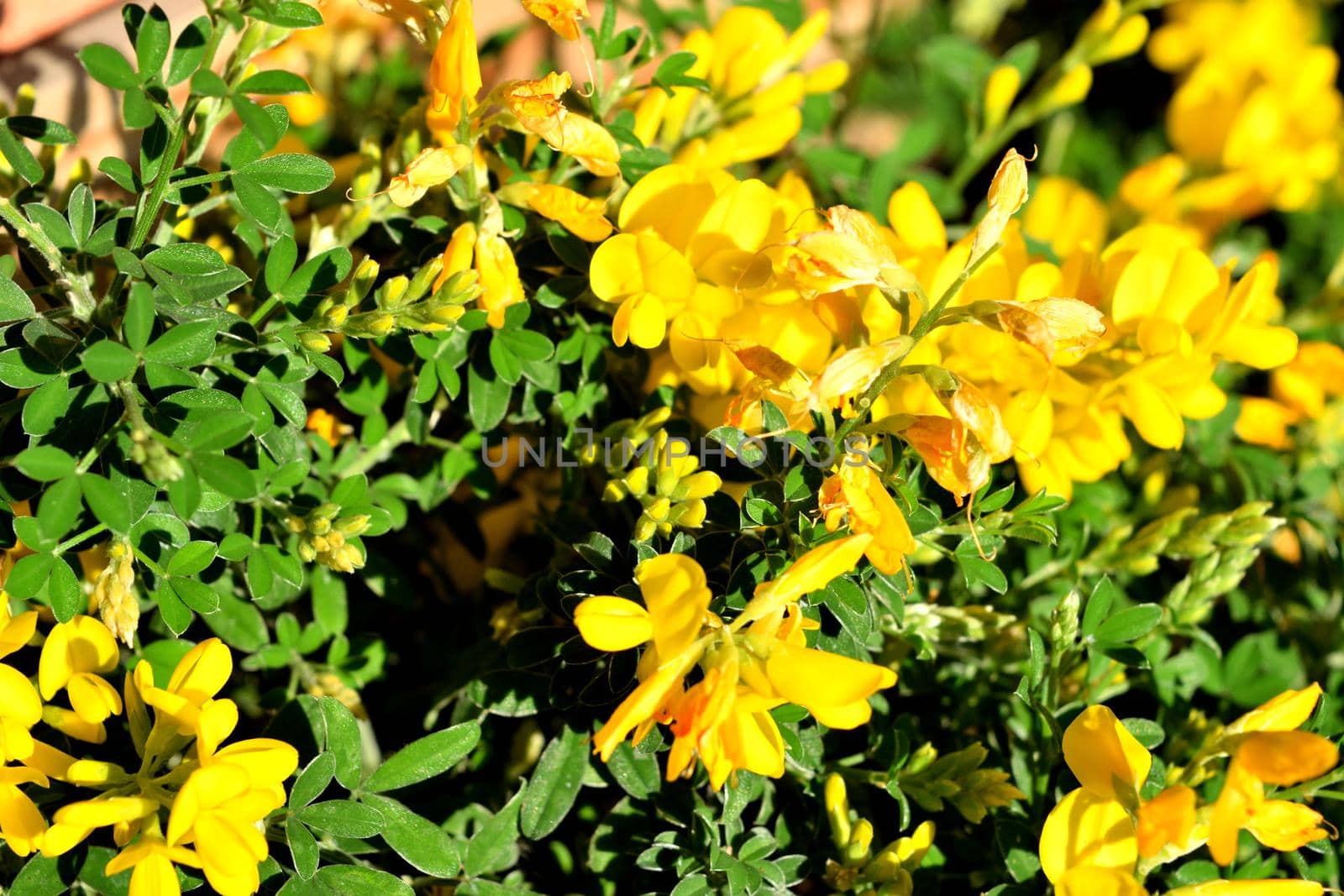 Closeup of the beautiful yellow genista flowers by silentstock639