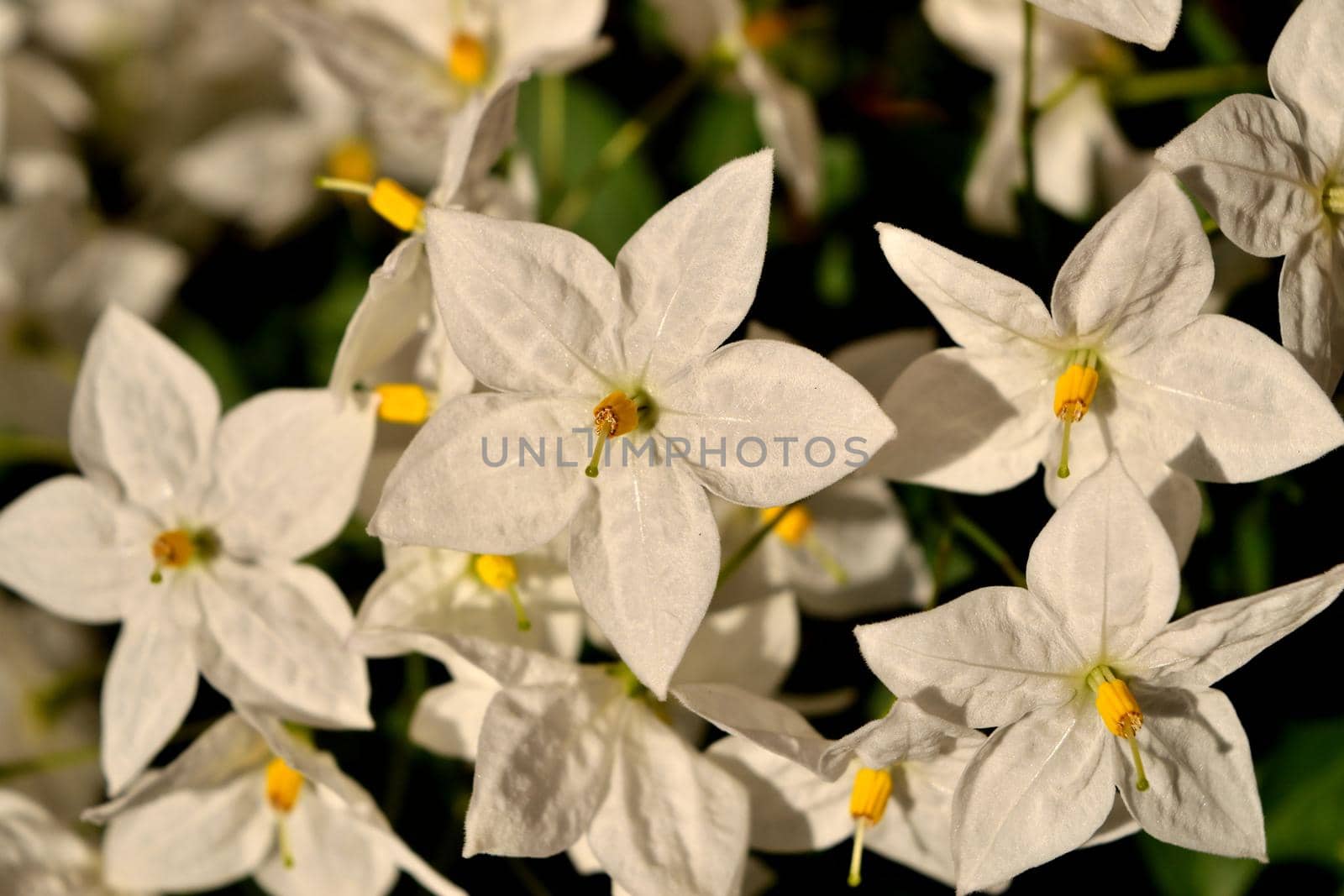 Closeup of the beautiful jasmine nightshade flowers by silentstock639