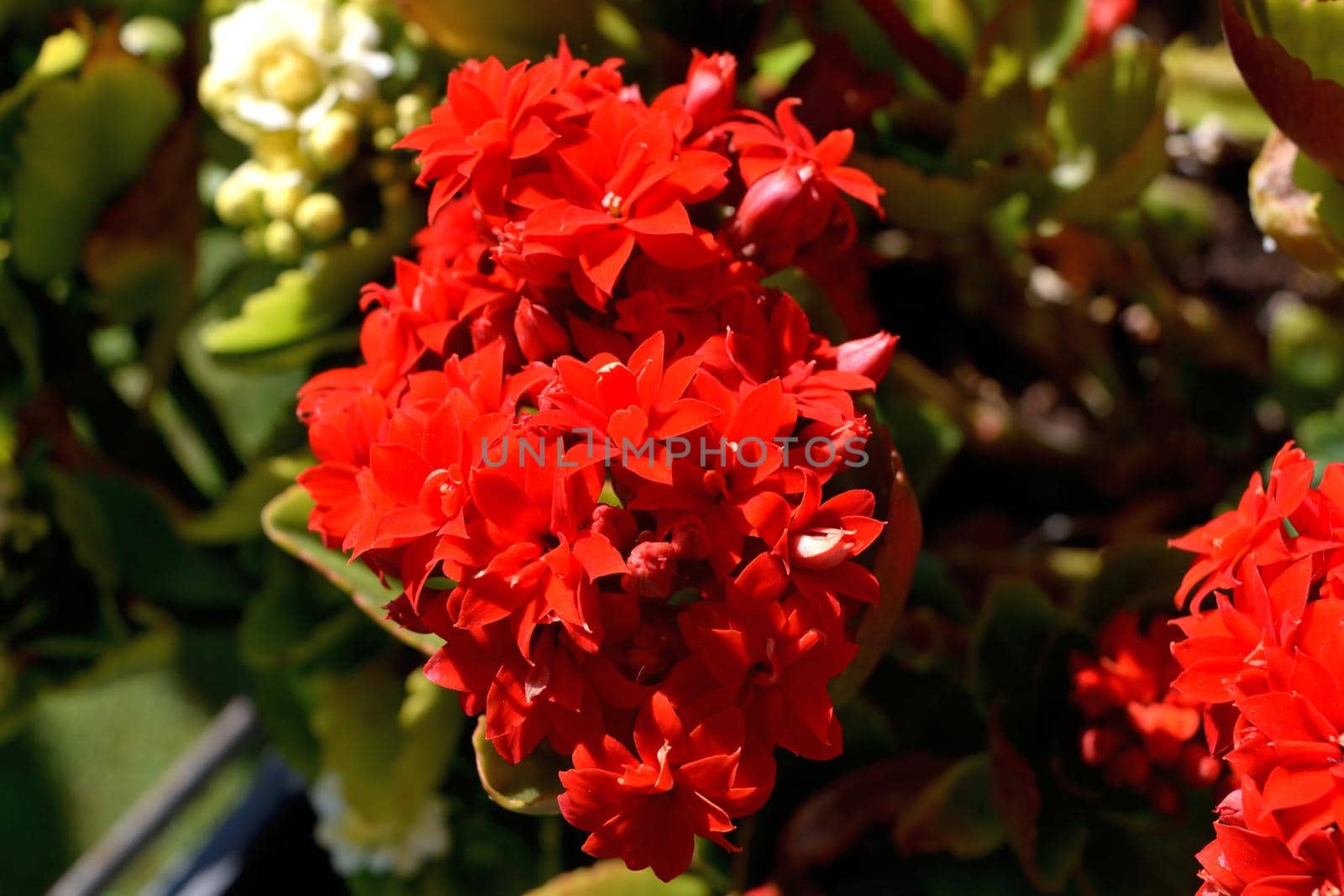 Closeup of the beautiful red flaming katy flowers