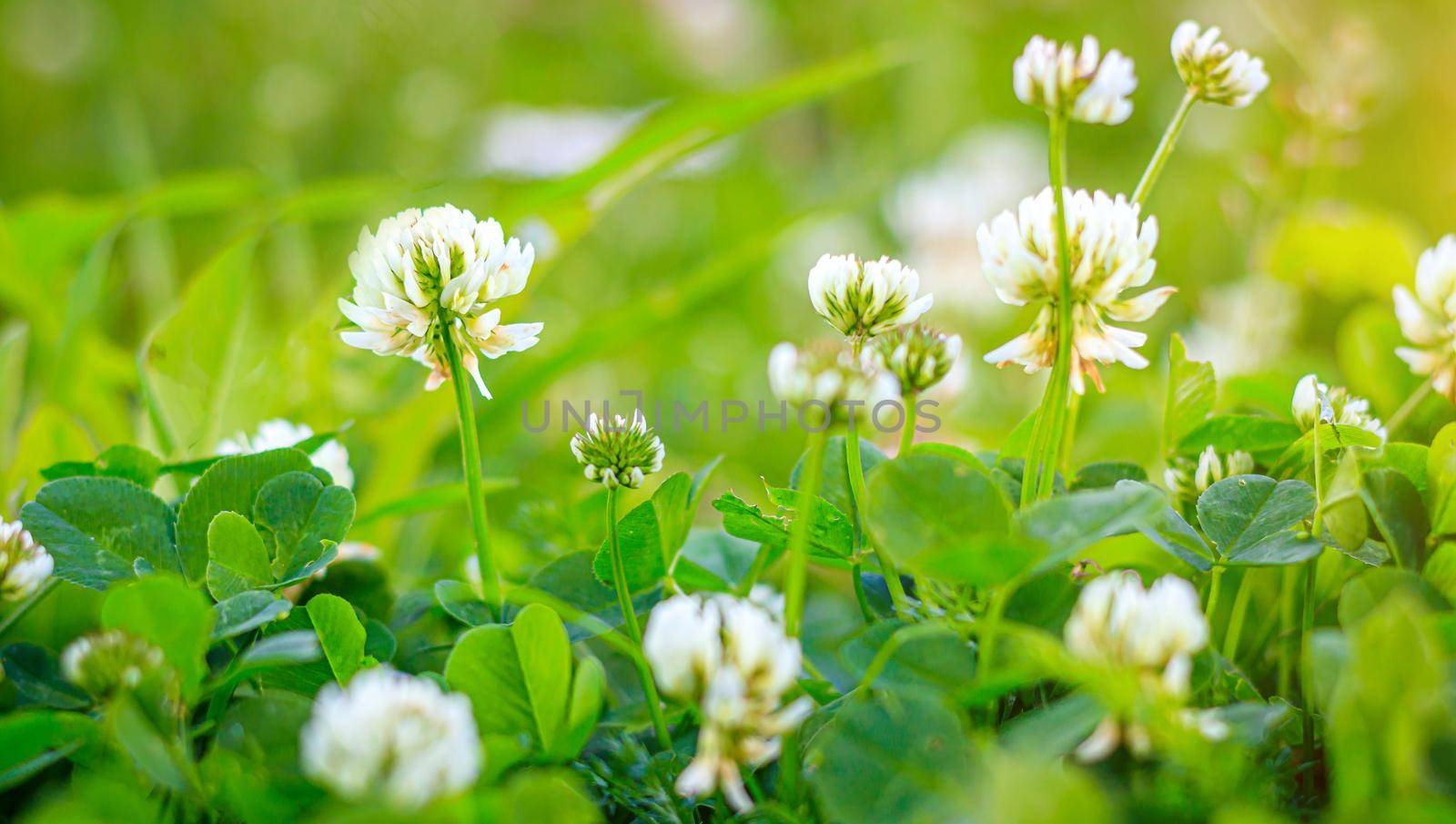 Clover copy space . Wild flower. Summer glades. Beautiful wildflowers with space for text. Light on the photo. Hello summer