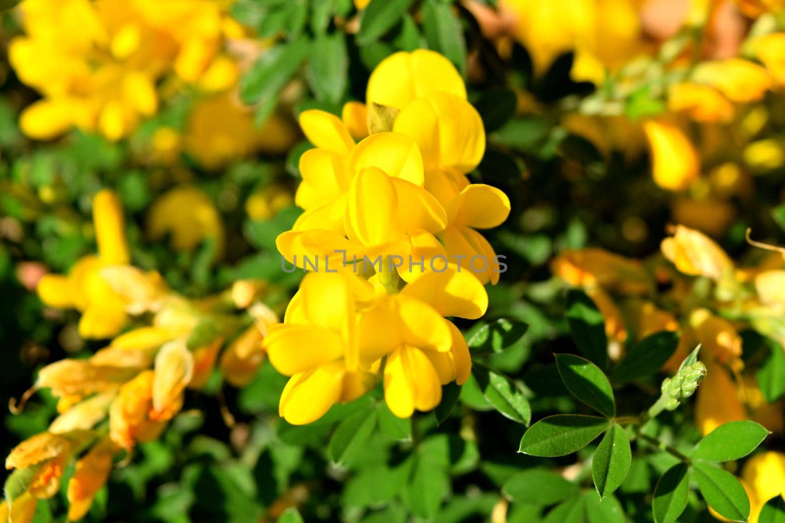 Closeup of the beautiful yellow genista flowers by silentstock639