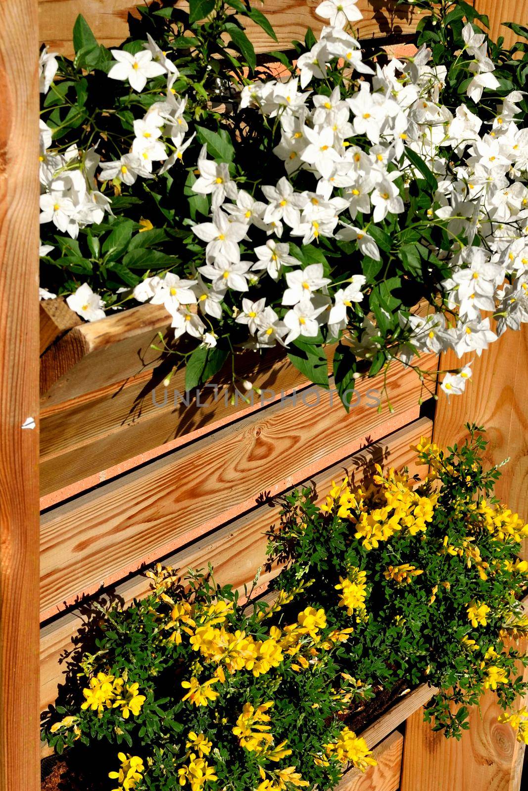 Closeup of a planter with beautiful white jasmine nightshade and yellow genista flowers