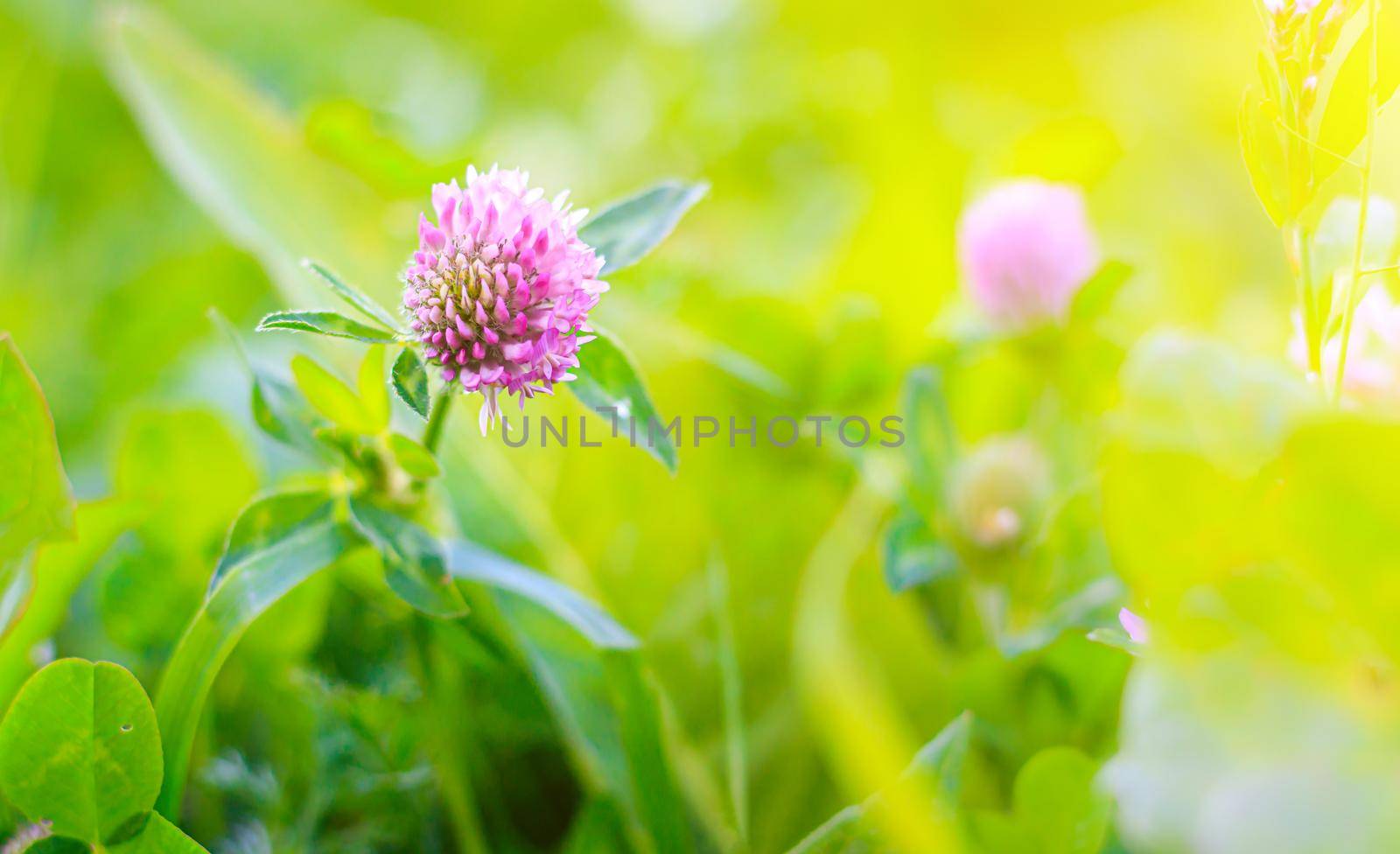 Clover copy space . Wild flower. Summer glades. Beautiful wildflowers with space for text. Light on the photo. Hello summer