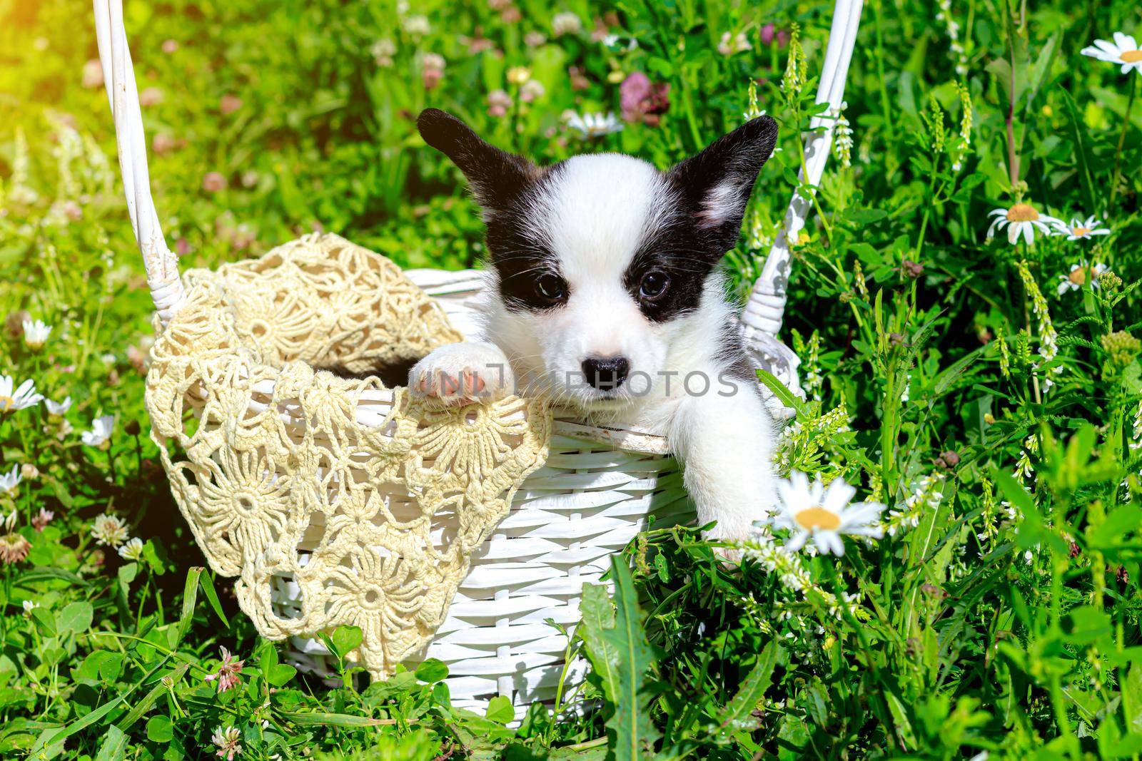 A Corgi puppy is sitting in a wicker basket on the grass . Puppy in the basket. The concept of a cute dog for printed products. Baby Corgi. Black and white color. Beautiful little dog. A pet. pet in the basket