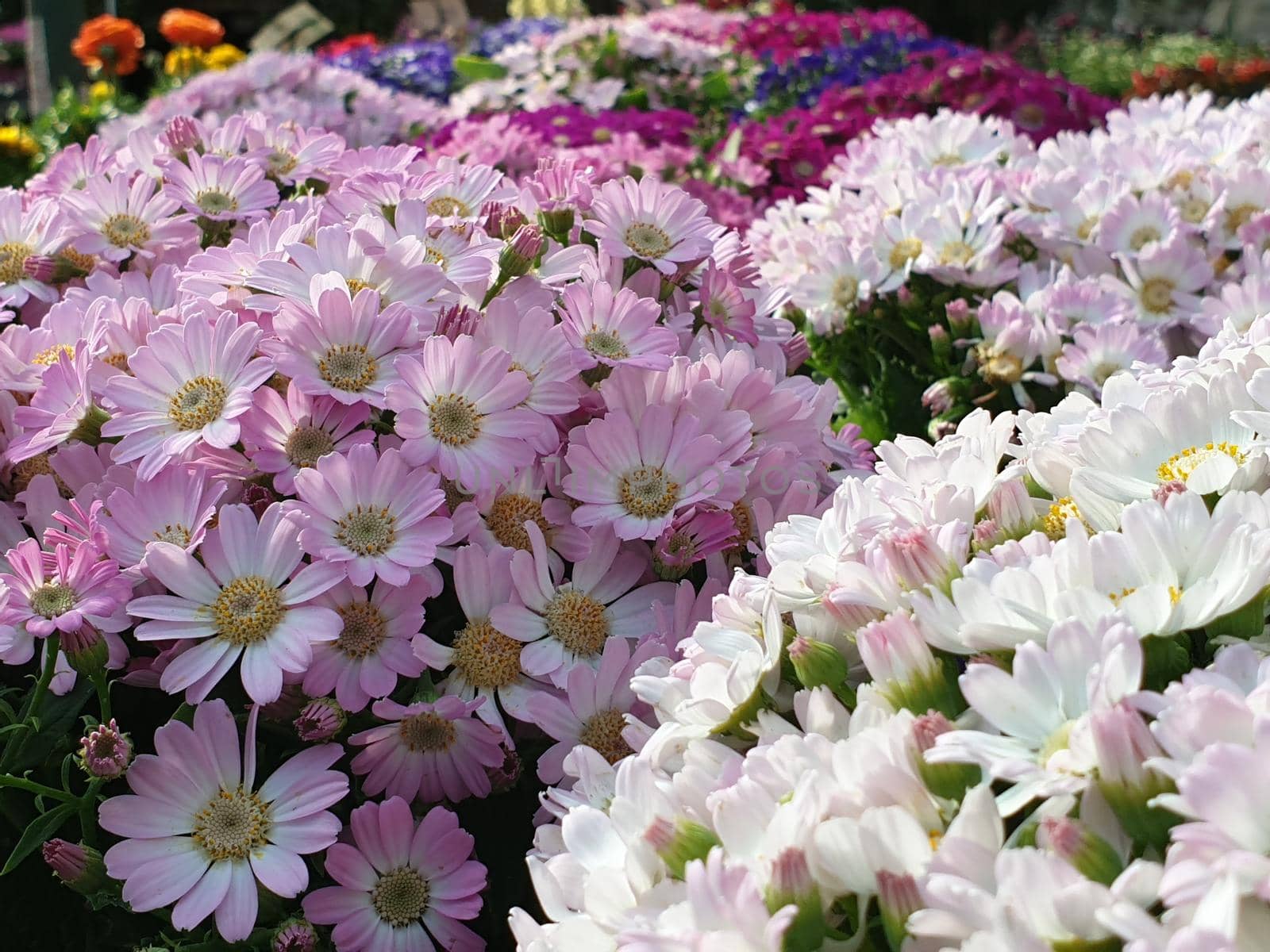 A closeup of the beautiful daisy flowers by silentstock639