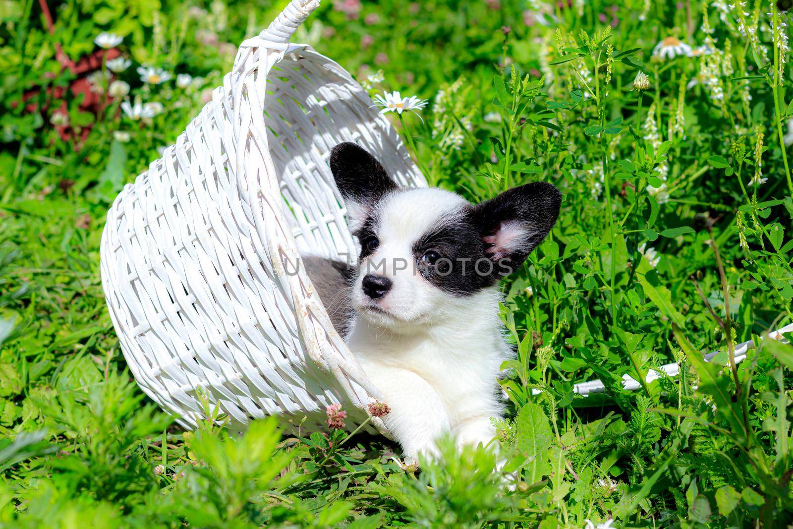A Corgi puppy is sitting in a wicker basket on the grass . Puppy in the basket. The concept of a cute dog for printed products. Baby Corgi. Black and white color. Beautiful little dog. A pet. pet in the basket