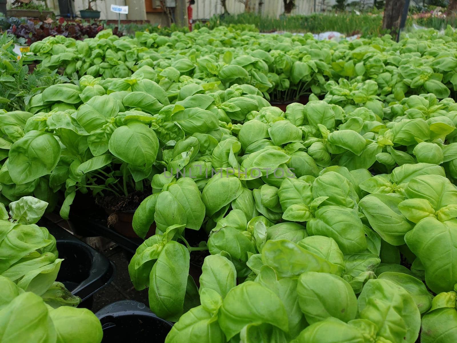 A closeup of many delicious basil plants by silentstock639