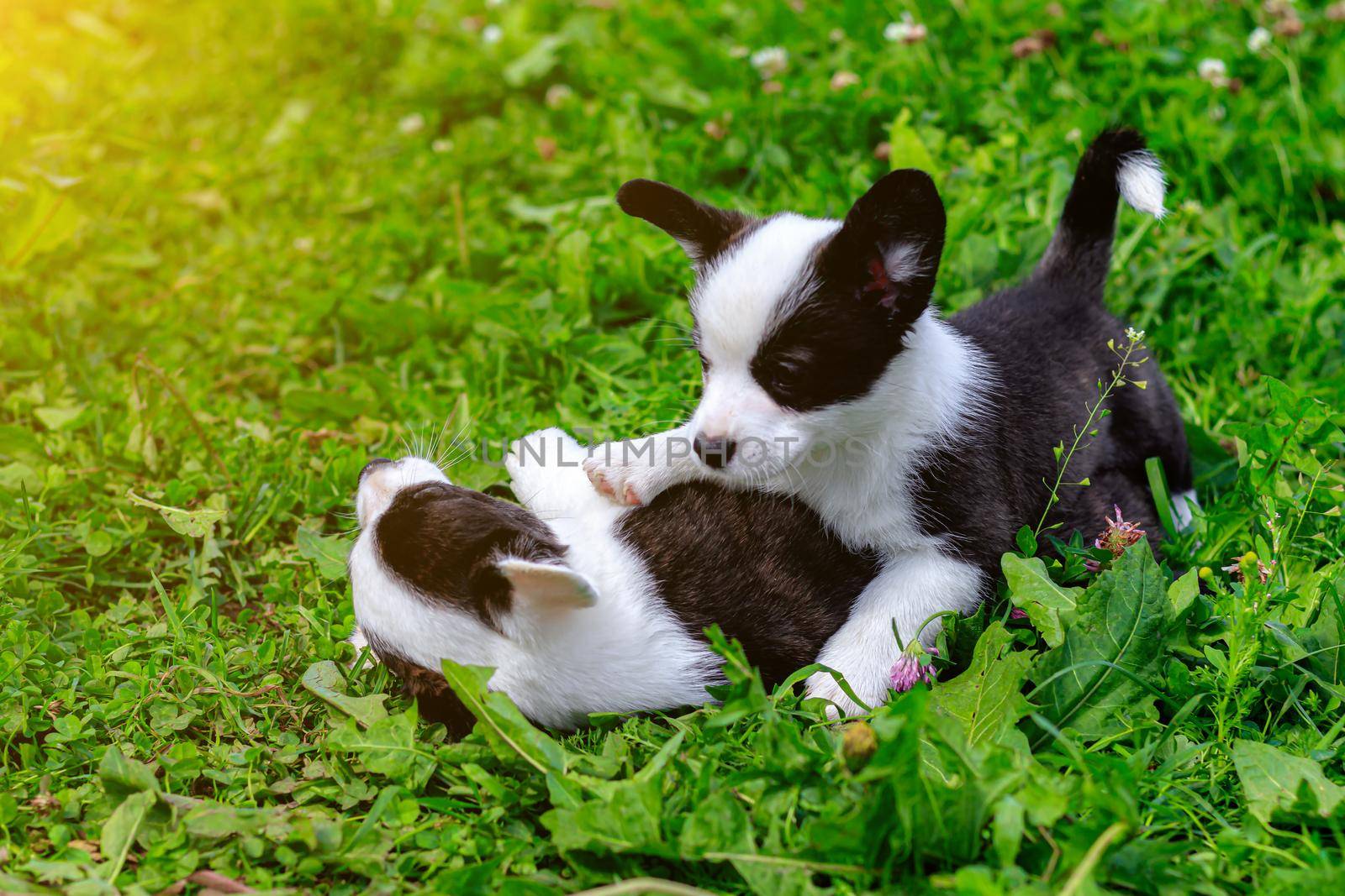 Corgi puppies play on the grass . Puppies on the grass. The game animals. Pets. Dog walking. Black and white color