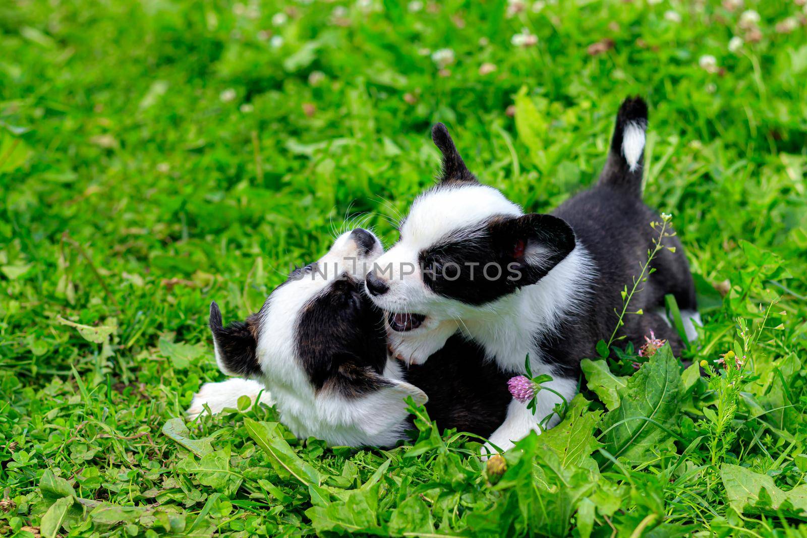 Corgi puppies play on the grass . Puppies on the grass. The game animals. Pets. Dog walking. Black and white color