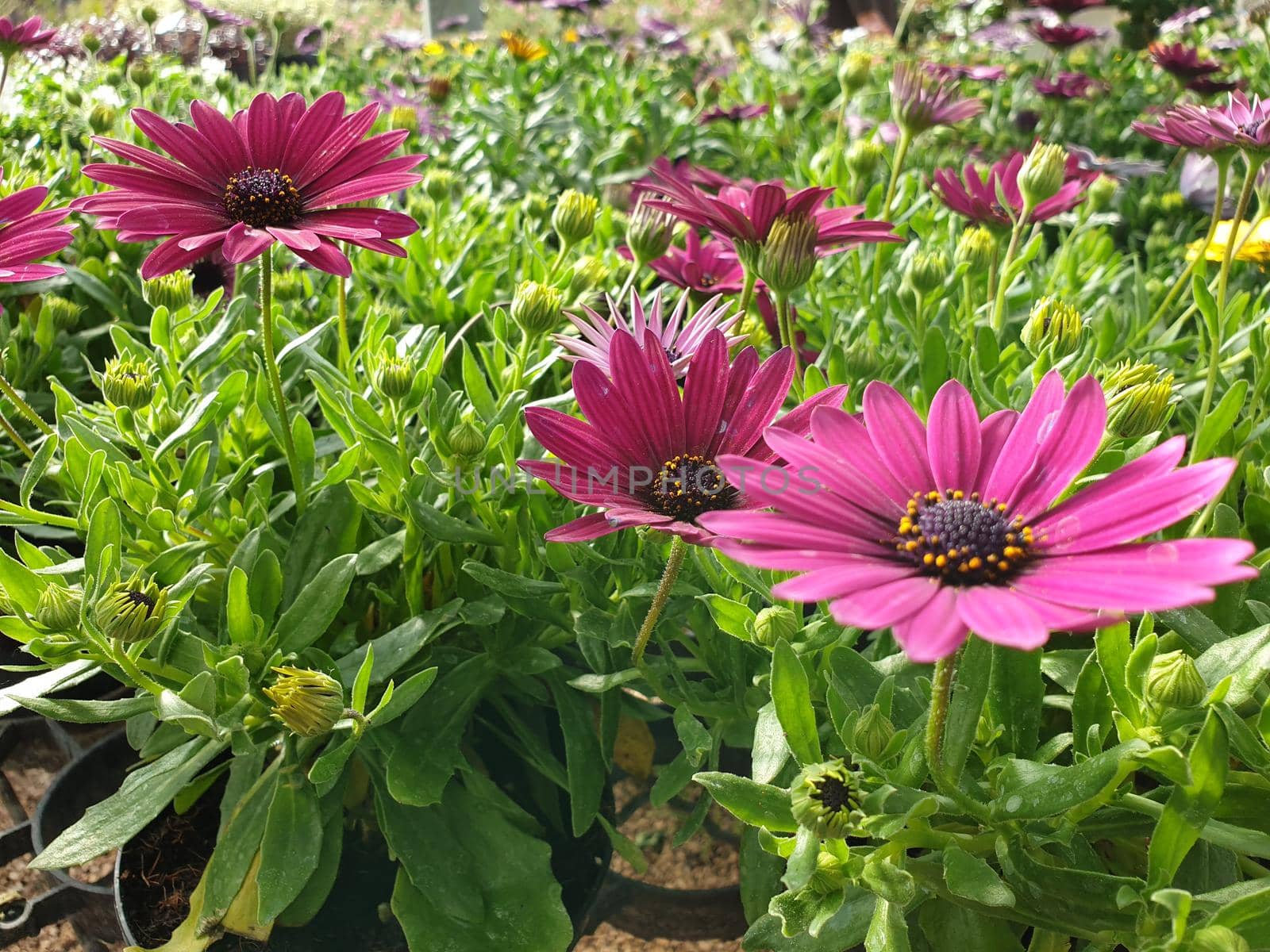 A closeup of the beautiful daisy flowers by silentstock639